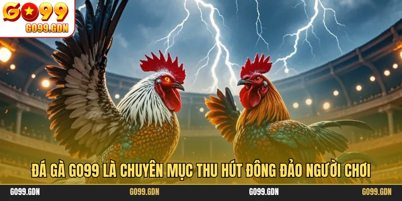 Đá gà GO99 là chuyên mục thu hút đông đảo người chơi