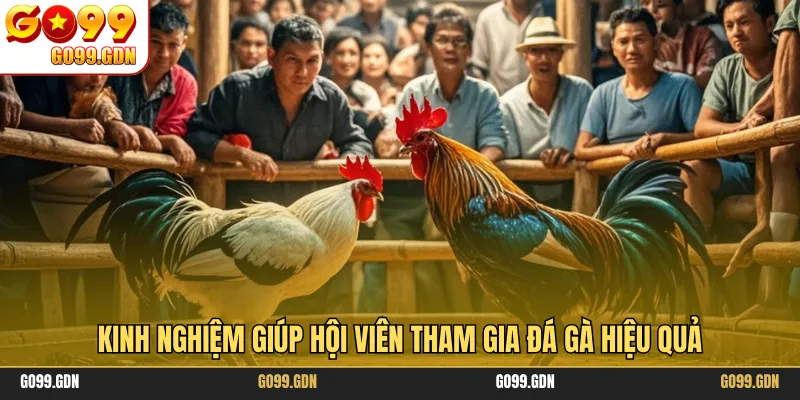 Kinh nghiệm giúp hội viên tham gia đá gà hiệu quả